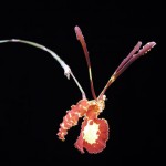 KentOrchids_6